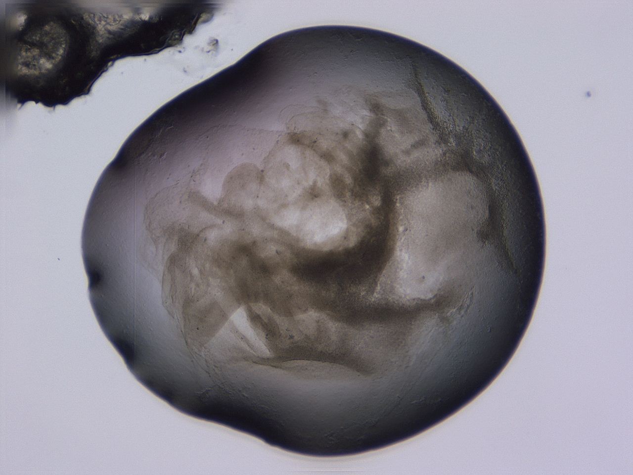 04ox_C4_ImagerDefaults_3.jpg