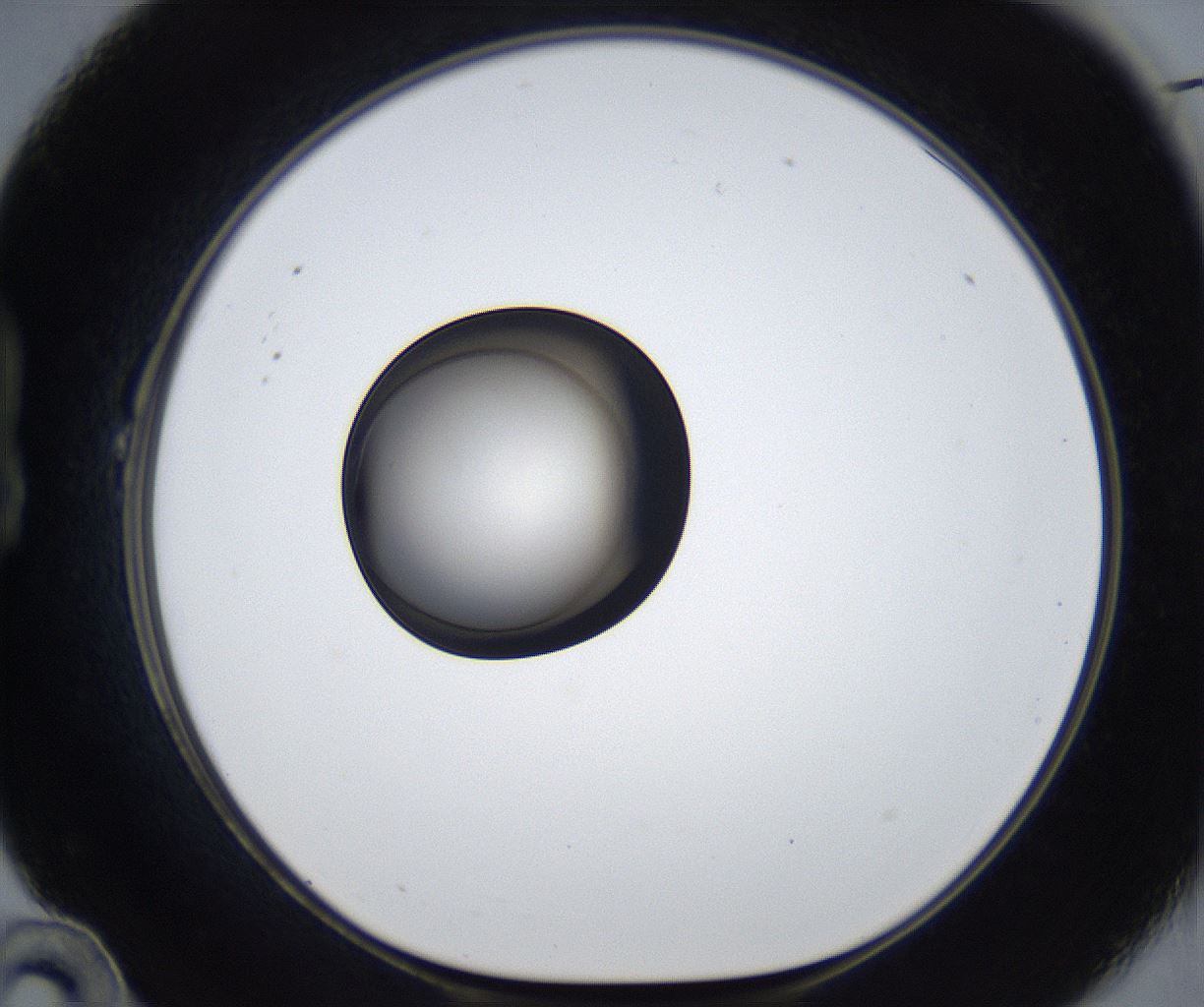 folderID989_plateID2989_batchID16312_wellNum22_profileID1_d1_r247527_ef.jpg