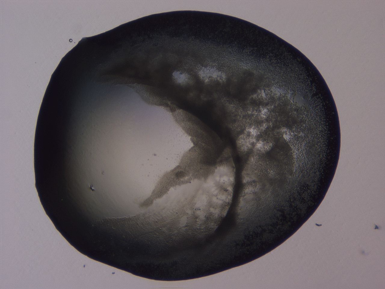 04ox_A1_ImagerDefaults_3.jpg