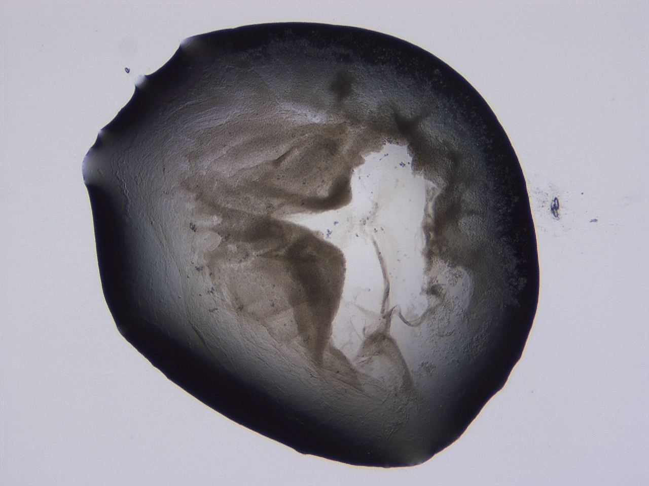 04ox_C12_ImagerDefaults_3.jpg