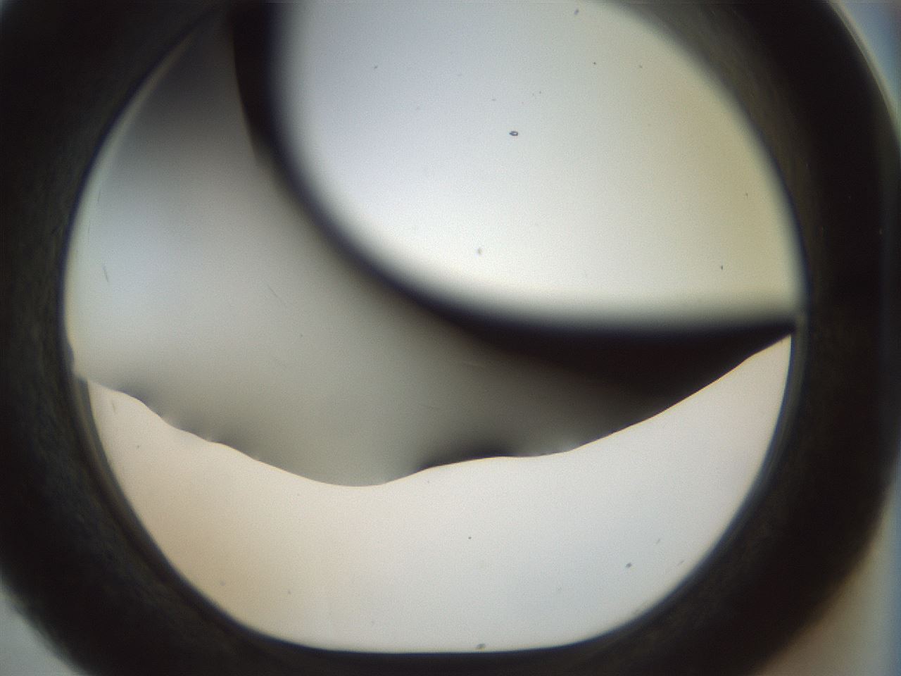 folderID989_plateID989_batchID1866_wellNum45_profileID1_d1_r39634_ef.jpg