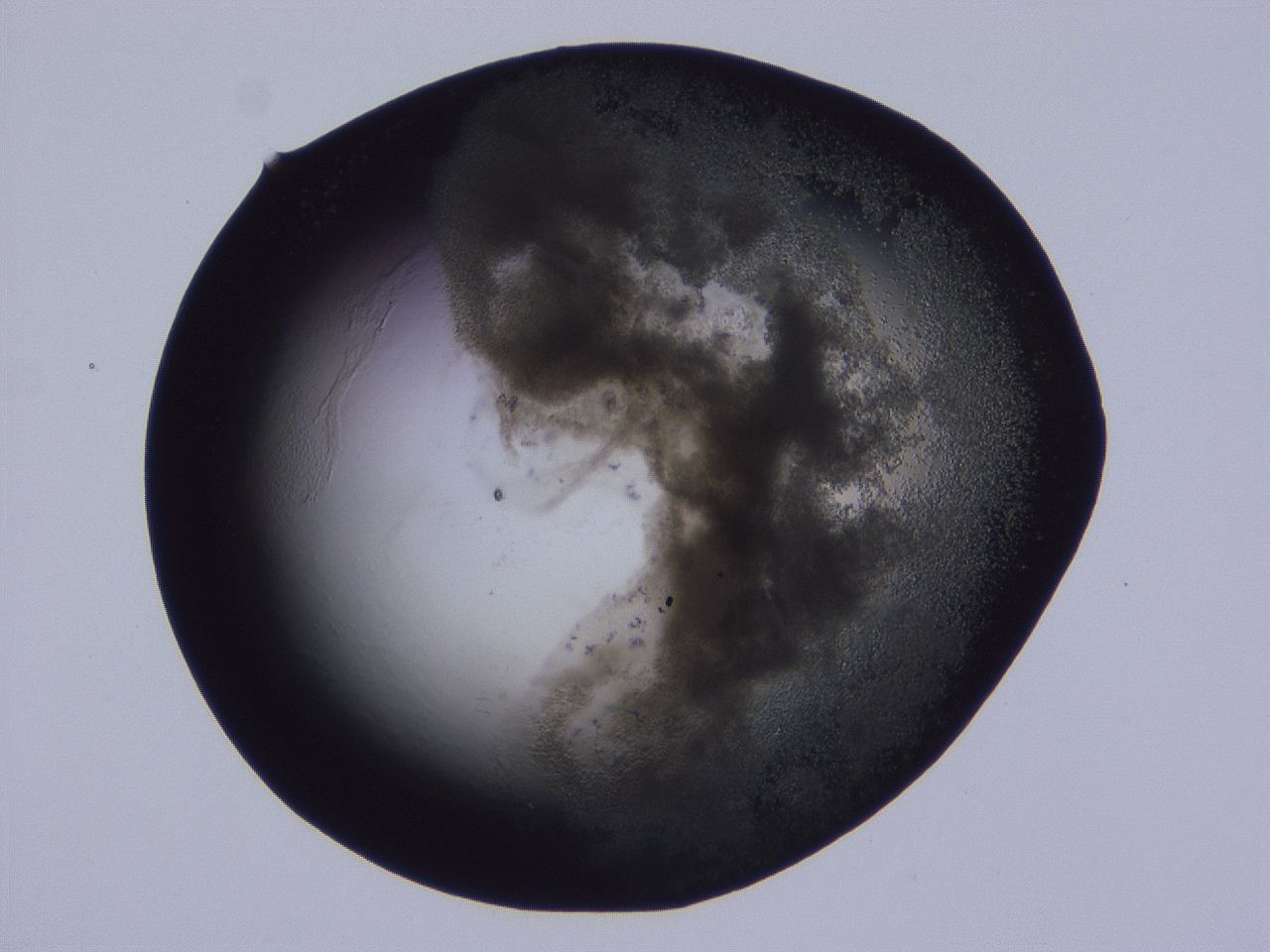 04ox_D9_ImagerDefaults_3.jpg