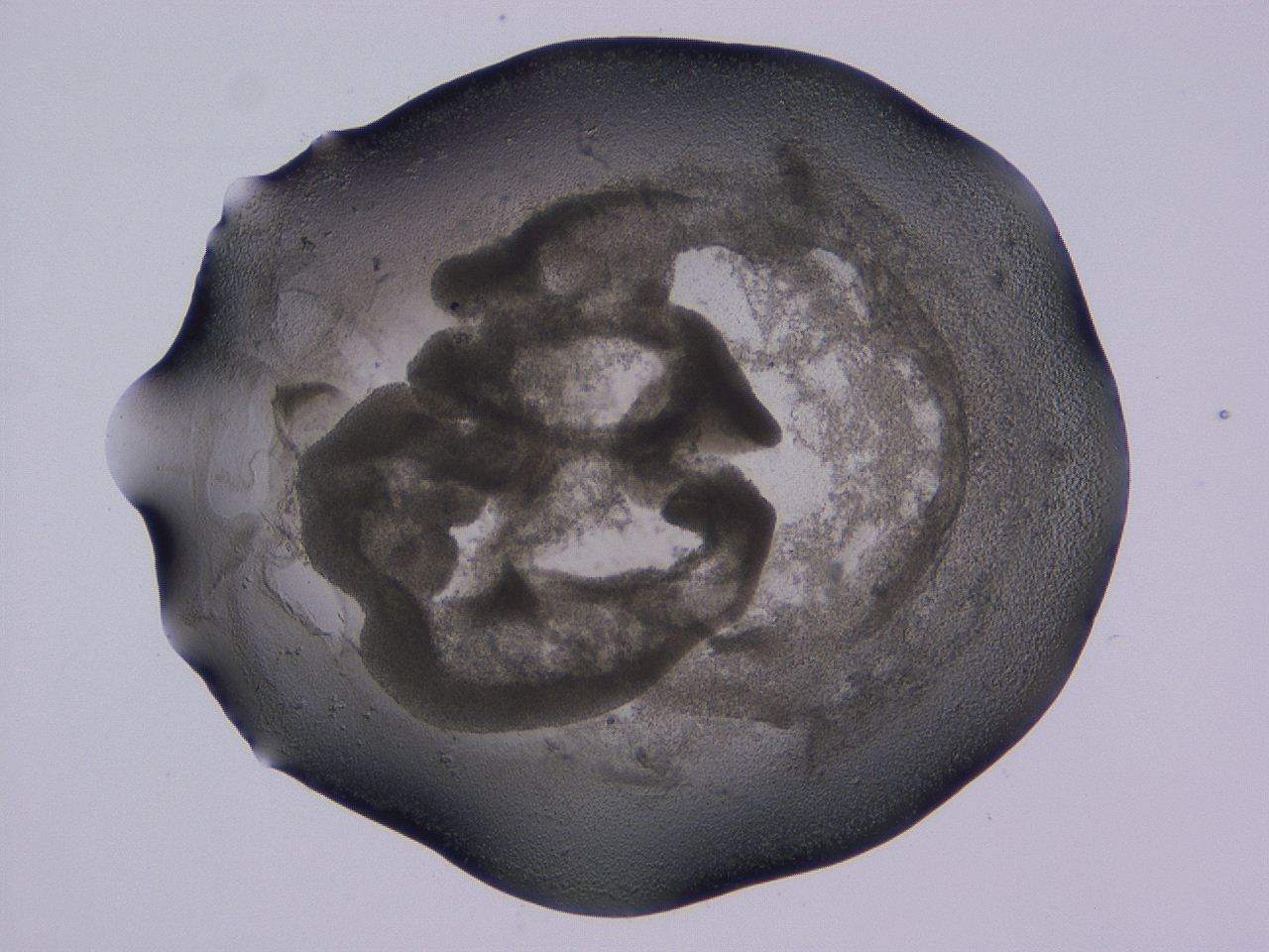 04ox_D11_ImagerDefaults_3.jpg