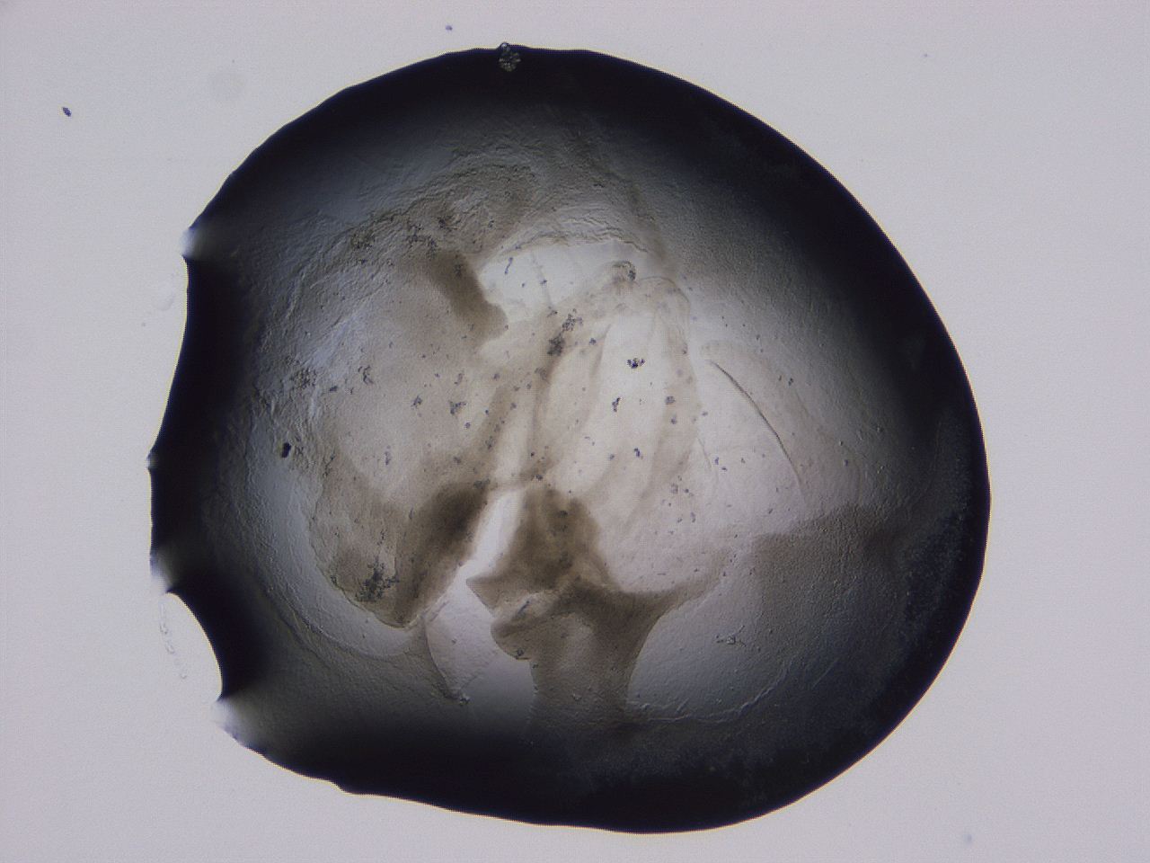 04ox_D12_ImagerDefaults_3.jpg
