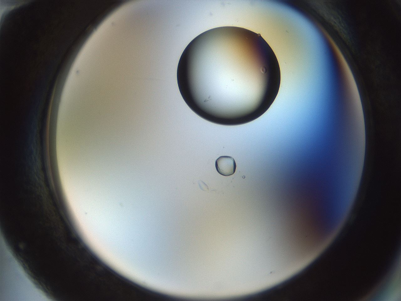 folderID990_plateID990_batchID1630_wellNum82_profileID1_d2_r39133_ef.jpg
