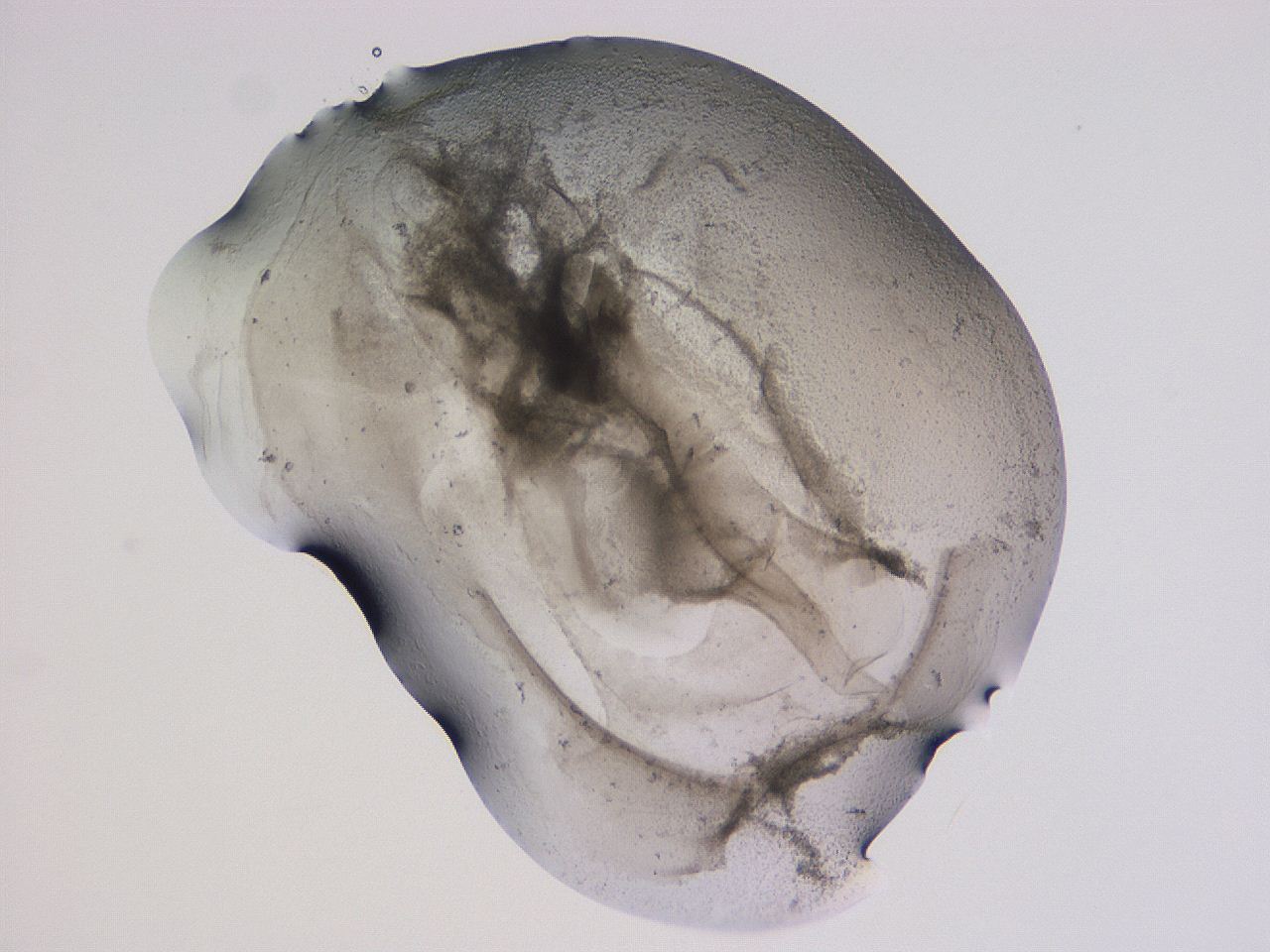 04ox_G1_ImagerDefaults_3.jpg
