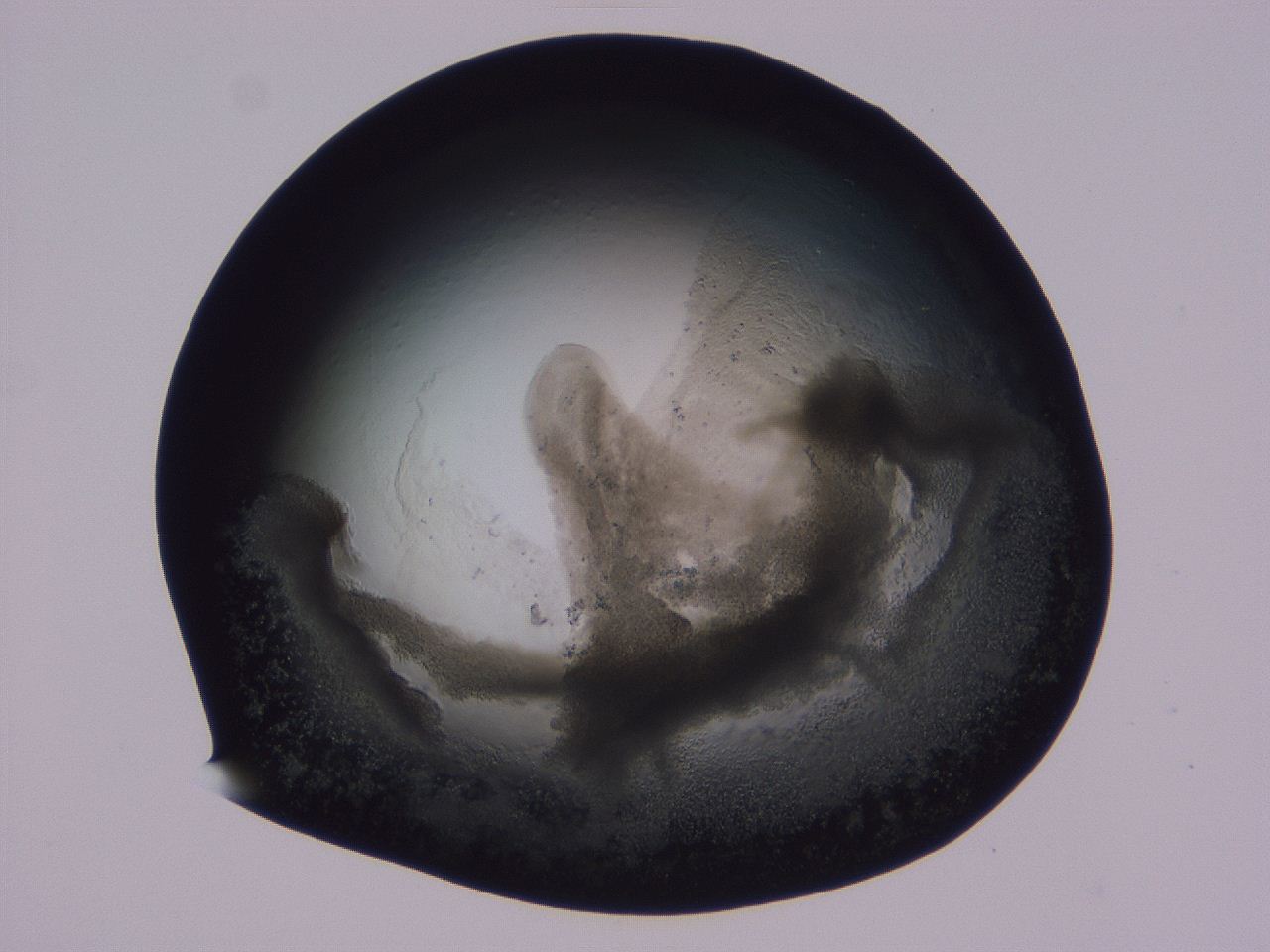 04ox_G12_ImagerDefaults_3.jpg