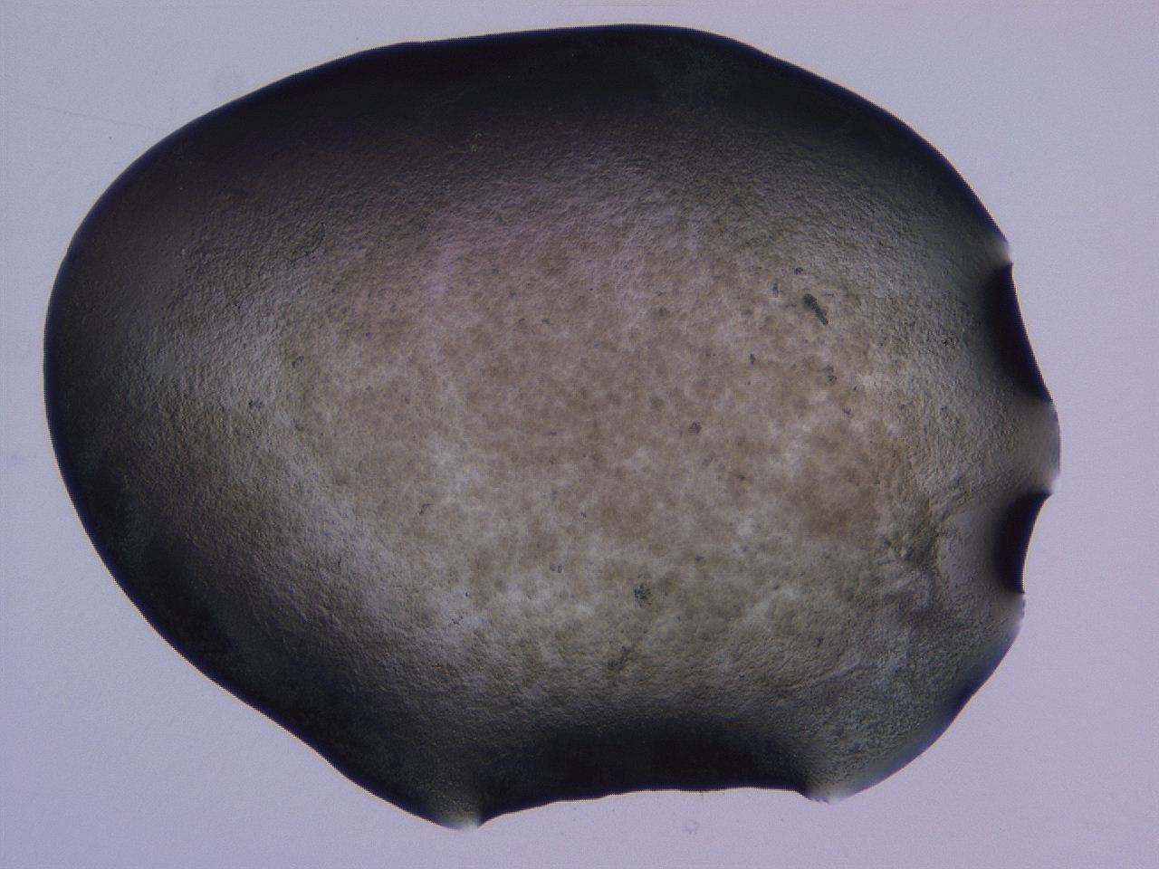 04oy_E10_ImagerDefaults_3.jpg