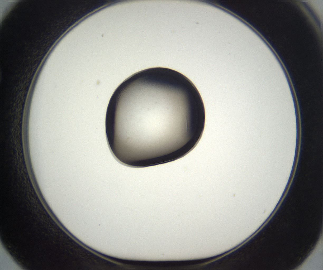 folderID994_plateID2994_batchID16334_wellNum62_profileID1_d1_r249143_ef.jpg