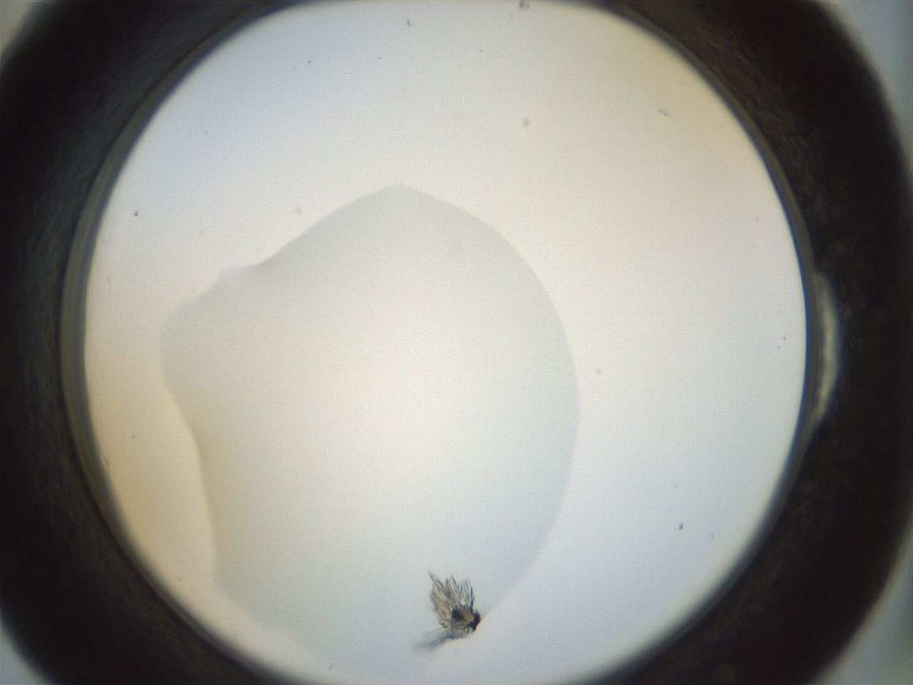 folderID995_plateID995_batchID1669_wellNum54_profileID1_d2_r40805_ef.jpg