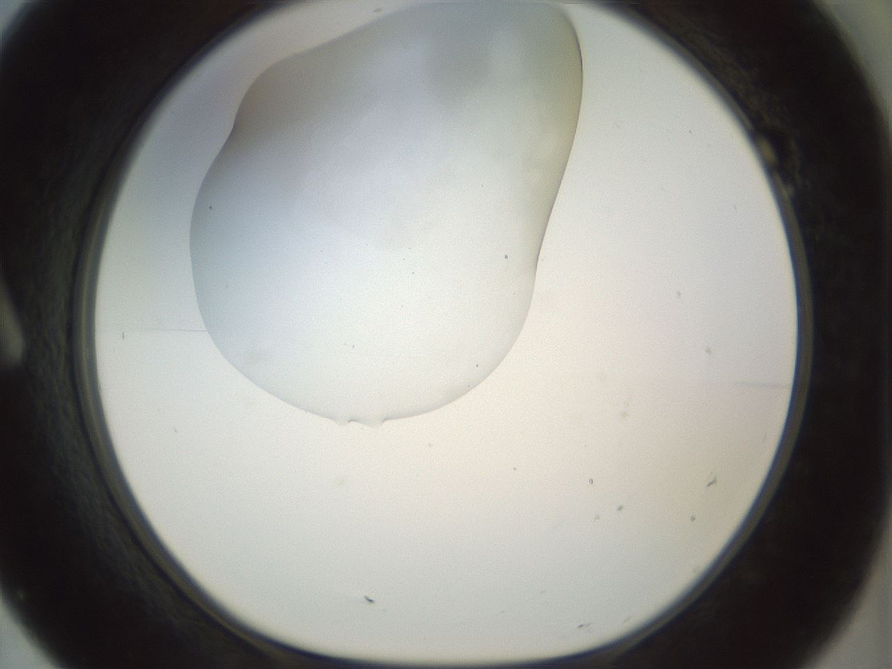 folderID995_plateID995_batchID1669_wellNum7_profileID1_d1_r40710_ef.jpg