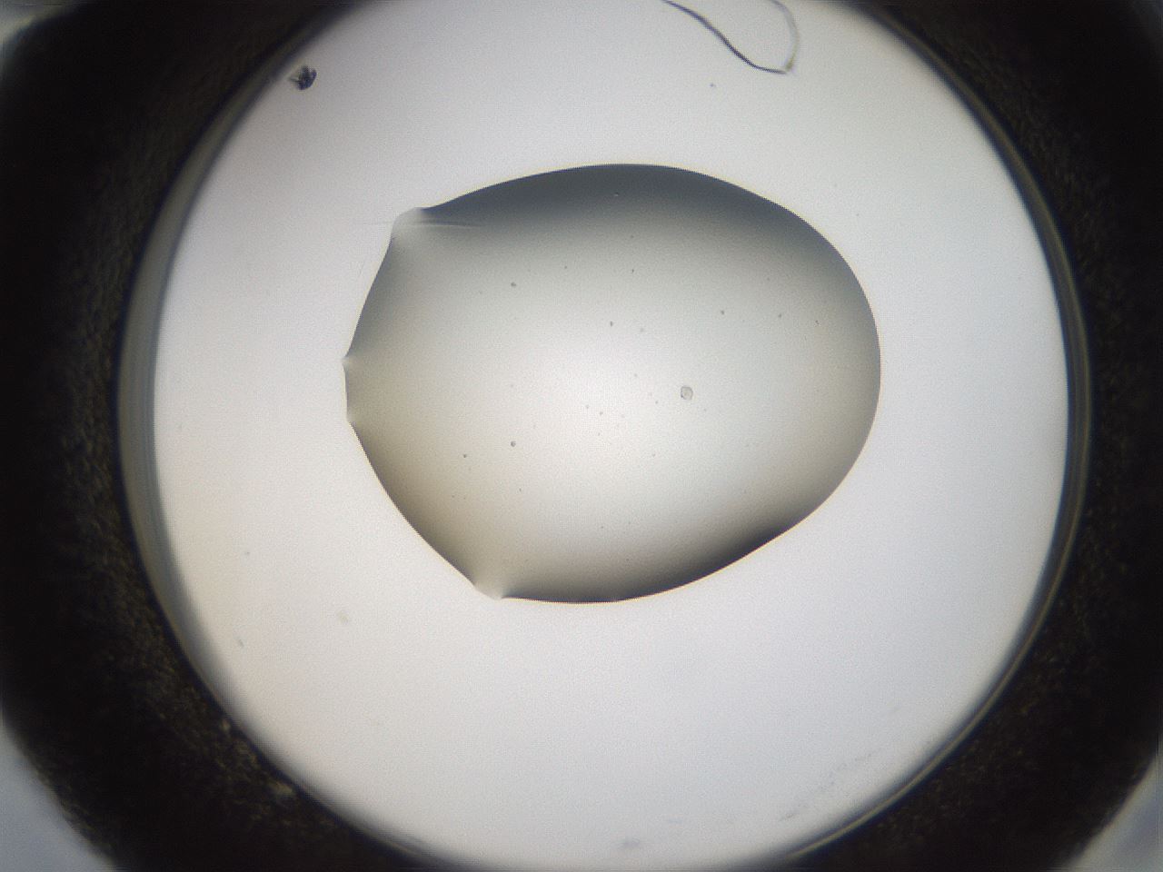 folderID996_plateID2996_batchID16411_wellNum82_profileID1_d2_r250916_ef.jpg