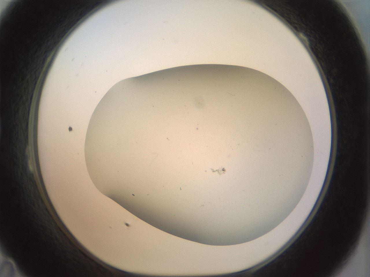 folderID996_plateID996_batchID1676_wellNum23_profileID1_d1_r40912_ef.jpg