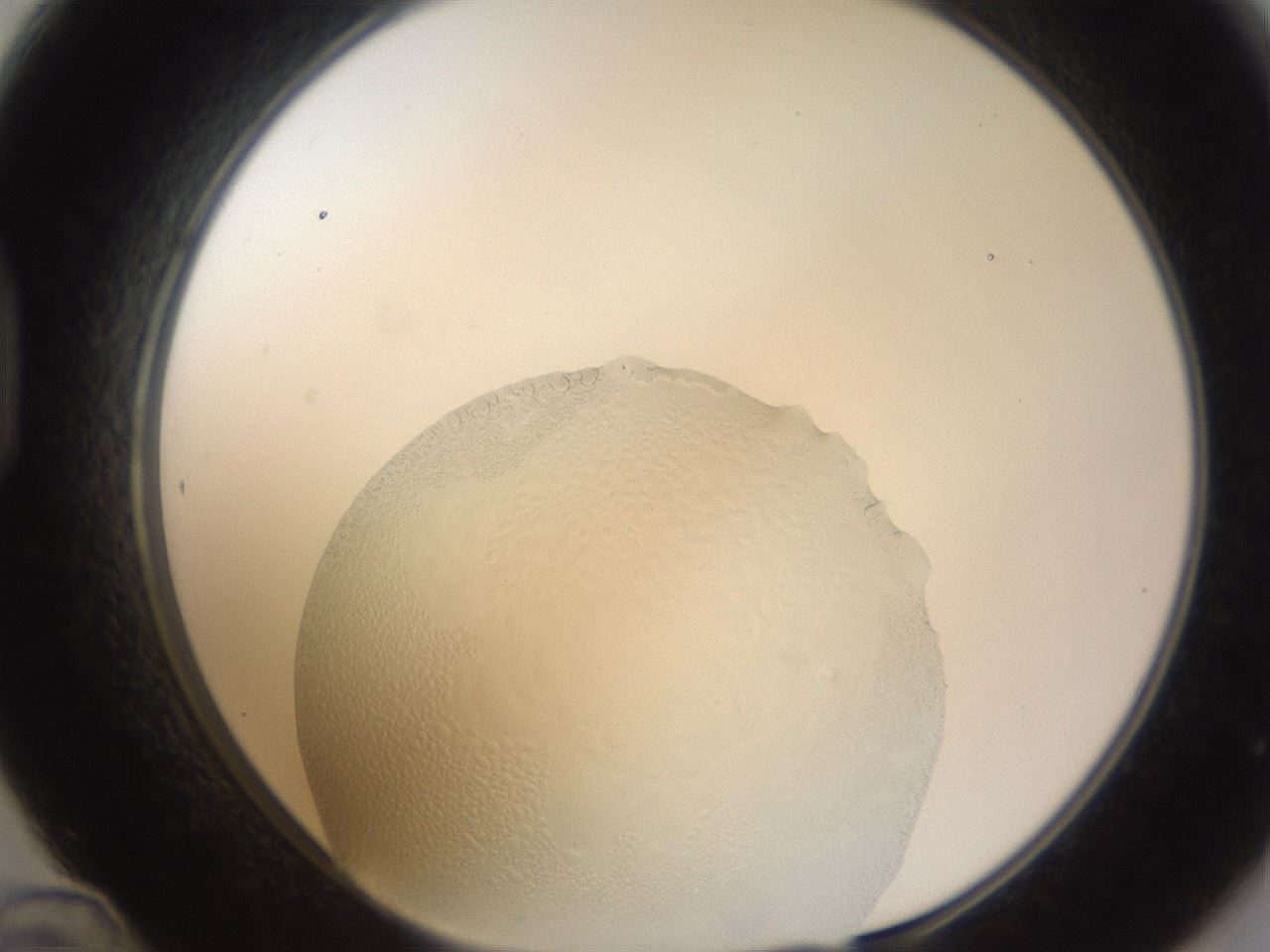 folderID997_plateID2997_batchID16410_wellNum48_profileID1_d1_r250655_ef.jpg
