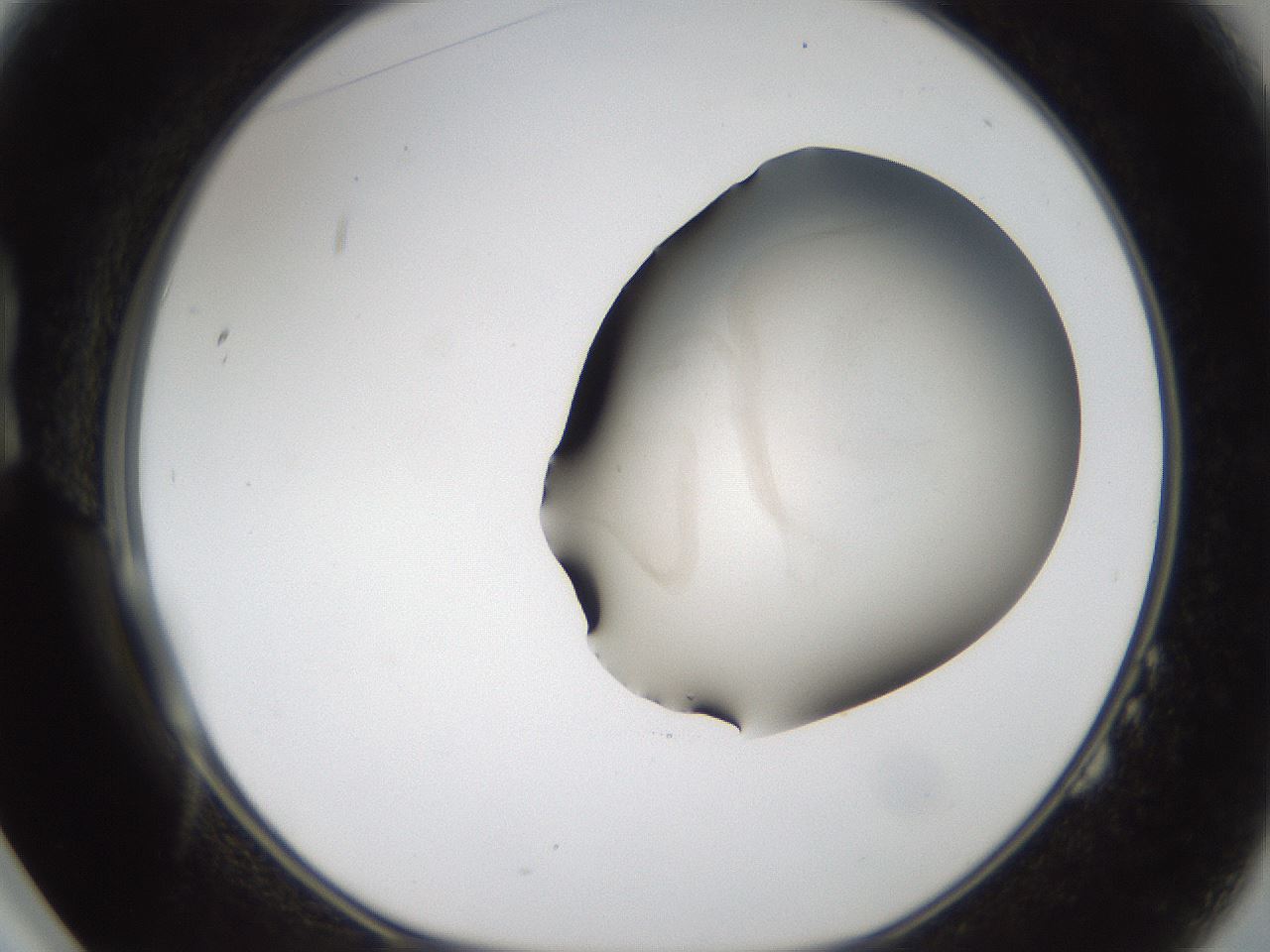 folderID999_plateID1999_batchID8660_wellNum14_profileID1_d1_r134790_ef.jpg
