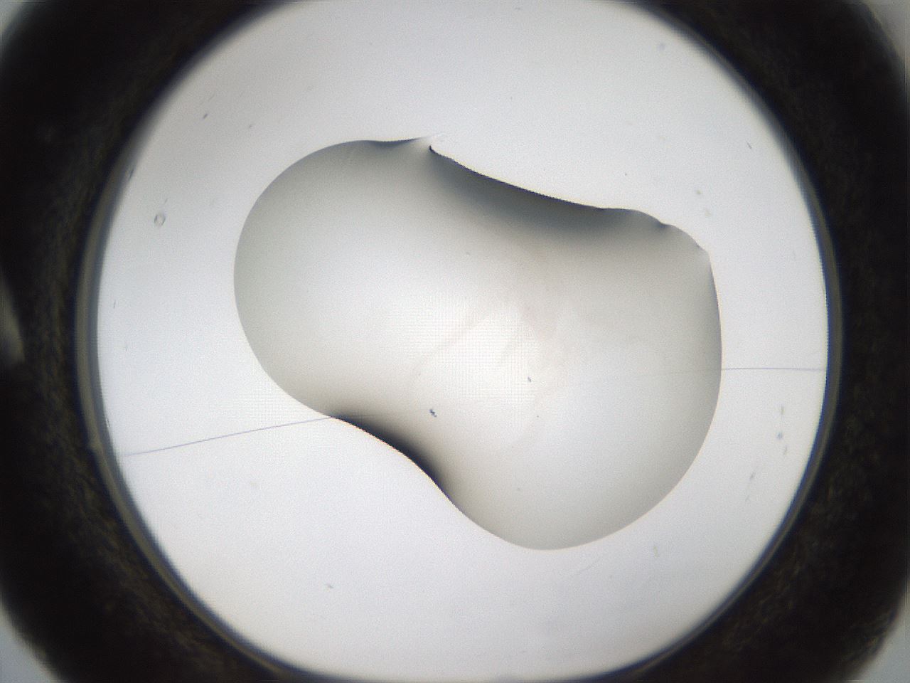 folderID999_plateID1999_batchID8660_wellNum5_profileID1_d1_r134785_ef.jpg