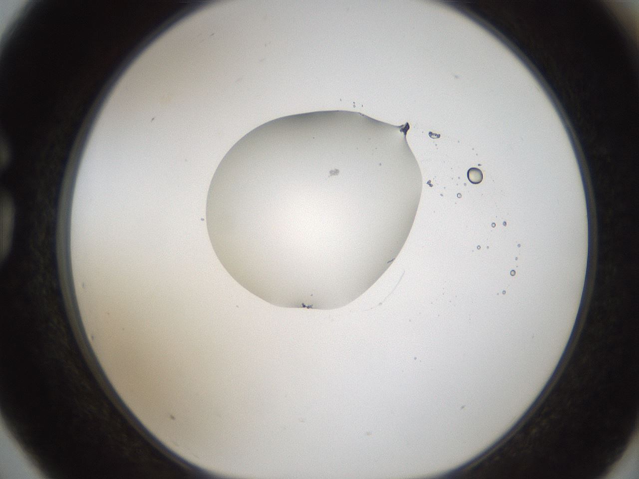 folderID999_plateID1999_batchID8660_wellNum75_profileID1_d1_r134847_ef.jpg