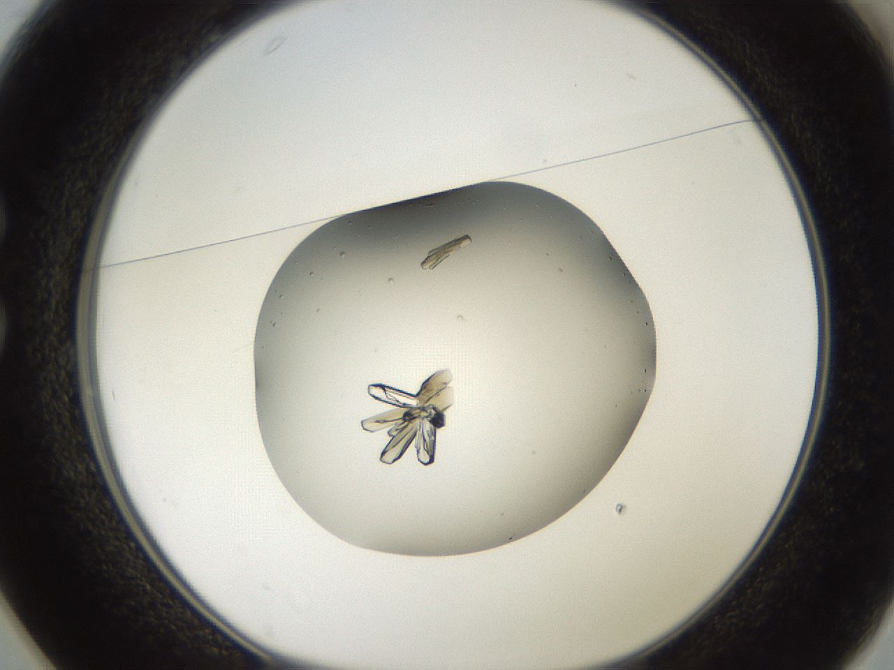 folderID118_plateID3118_batchID17215_wellNum25_profileID1_d1_r265953_ef.jpg
