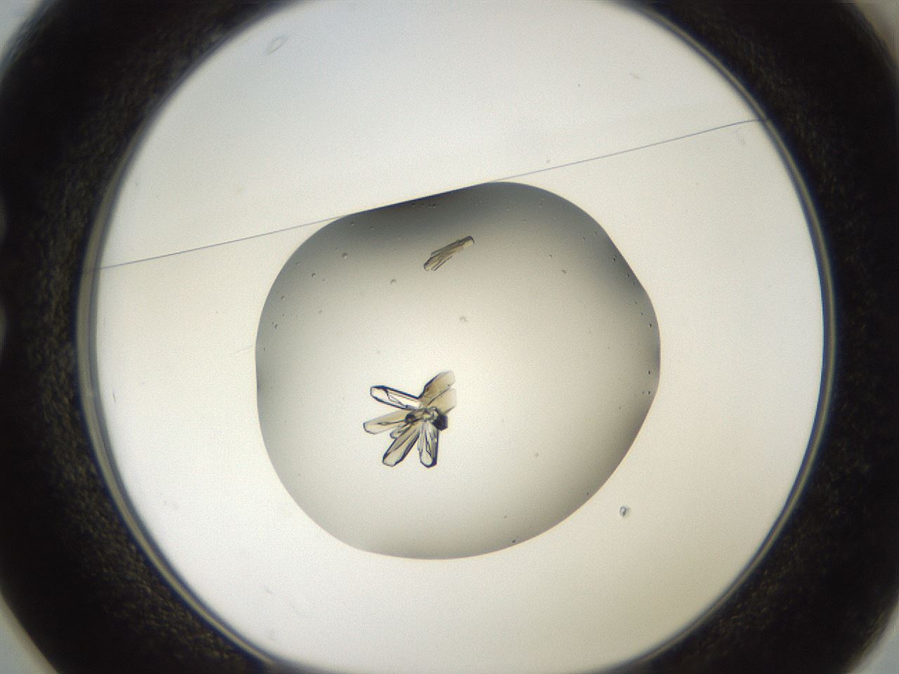 folderID118_plateID3118_batchID17471_wellNum25_profileID1_d1_r265953_ef.jpg
