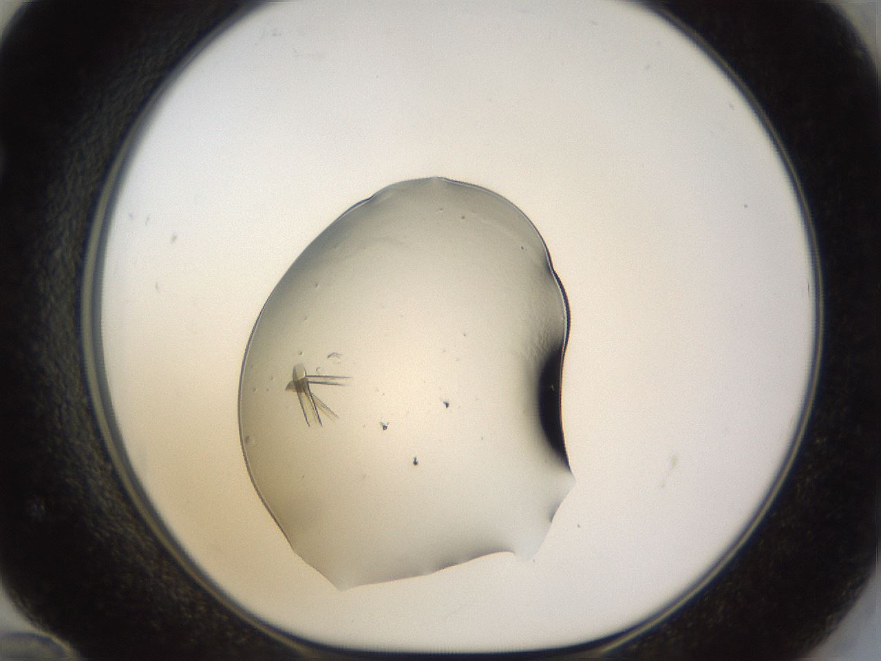folderID11_plateID1011_batchID1680_wellNum72_profileID1_d1_r42283_ef.jpg