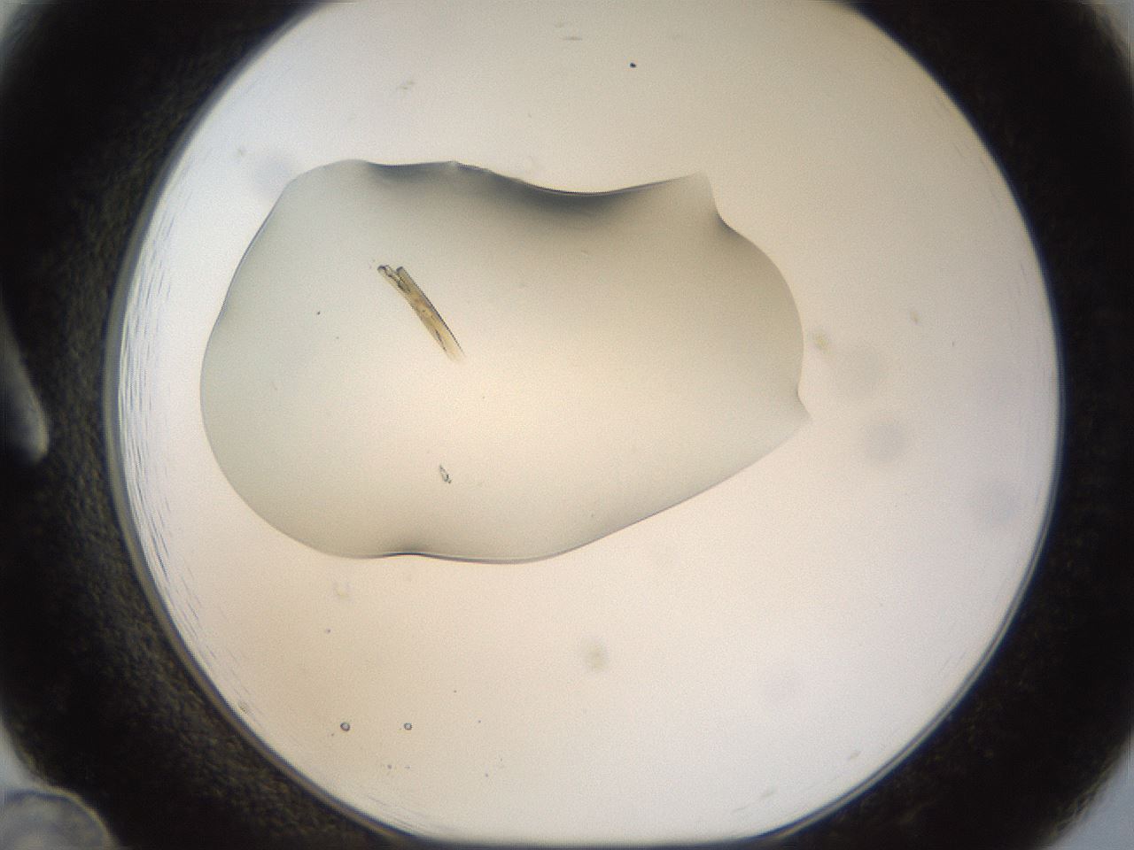 folderID11_plateID1011_batchID1931_wellNum12_profileID1_d1_r42223_ef.jpg