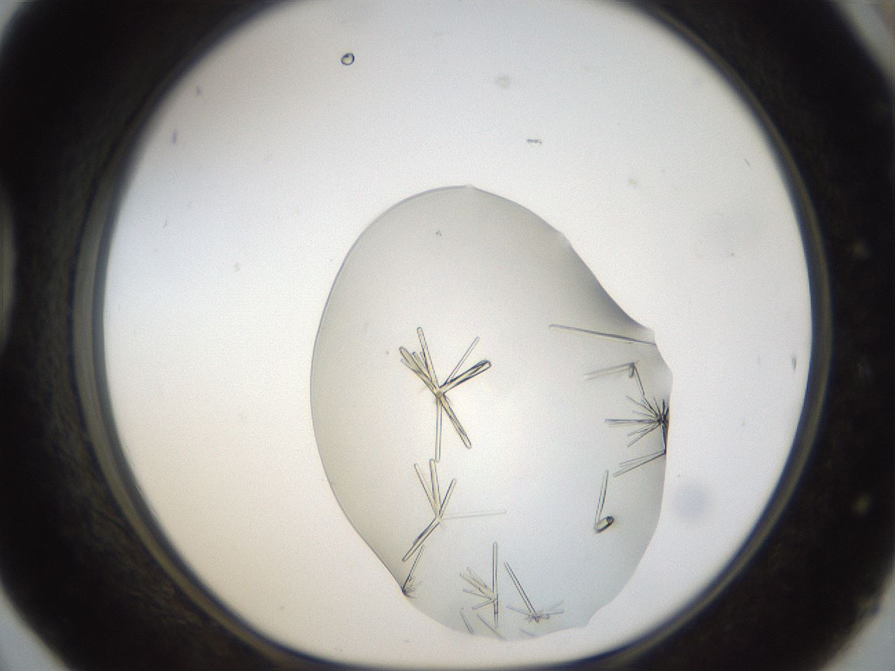folderID11_plateID1011_batchID1931_wellNum42_profileID1_d1_r42253_ef.jpg