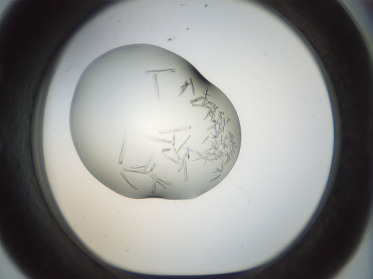 folderID152_plateID1152_batchID2717_wellNum56_profileID1_d1_r60852_ef.jpg