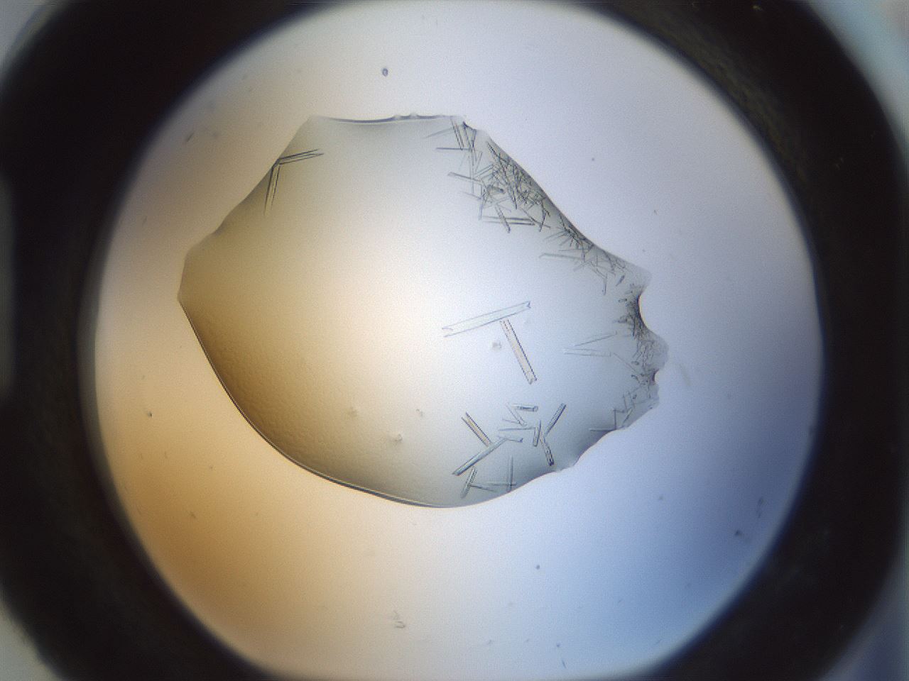 folderID152_plateID1152_batchID2759_wellNum92_profileID1_d1_r60888_ef.jpg