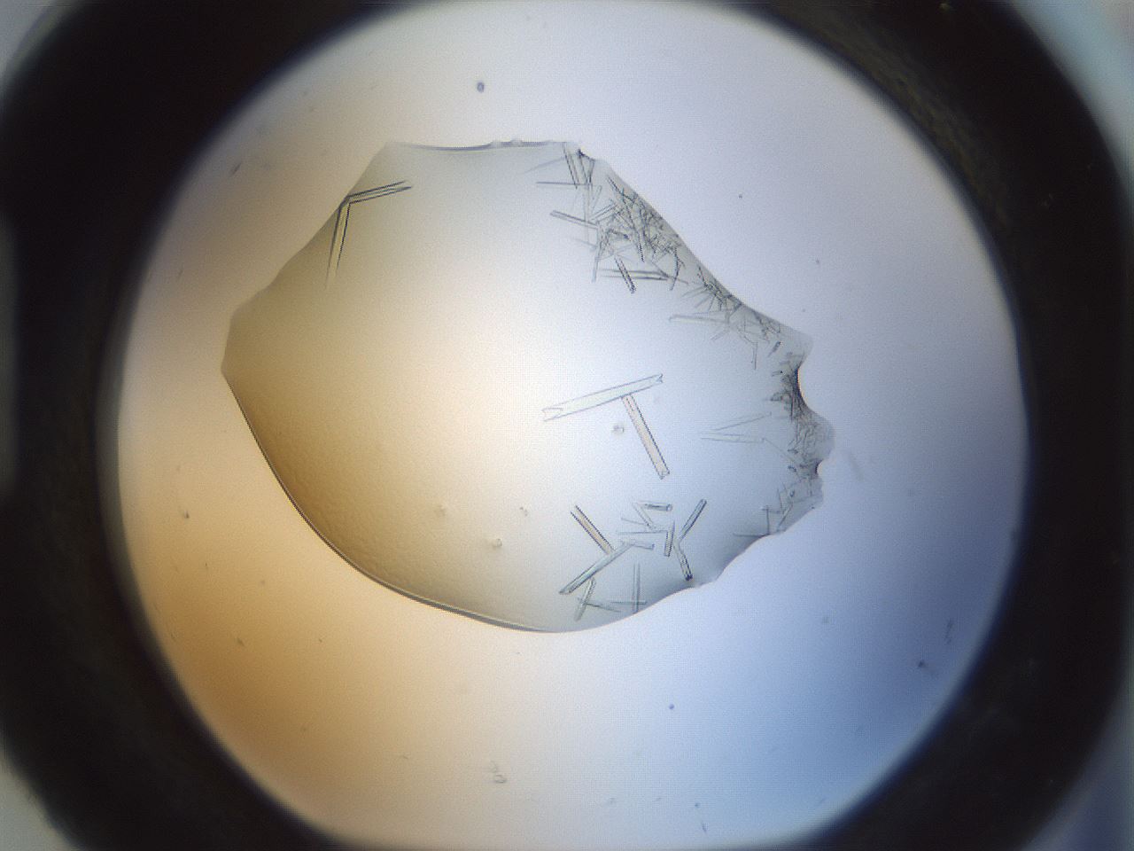 folderID152_plateID1152_batchID2914_wellNum92_profileID1_d1_r60888_ef.jpg