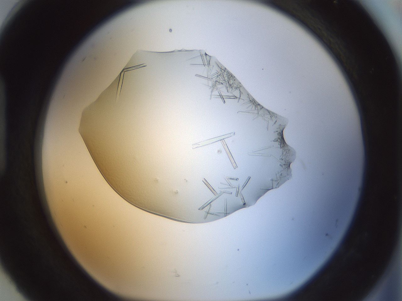 folderID152_plateID1152_batchID2999_wellNum92_profileID1_d1_r60888_ef.jpg