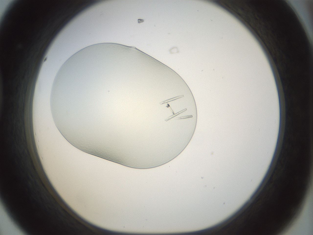 folderID152_plateID1152_batchID3724_wellNum44_profileID1_d1_r60840_ef.jpg