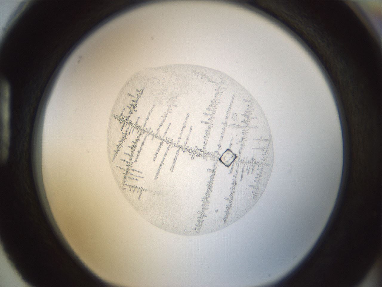 folderID155_plateID1155_batchID12268_wellNum88_profileID1_d1_r62605_ef.jpg