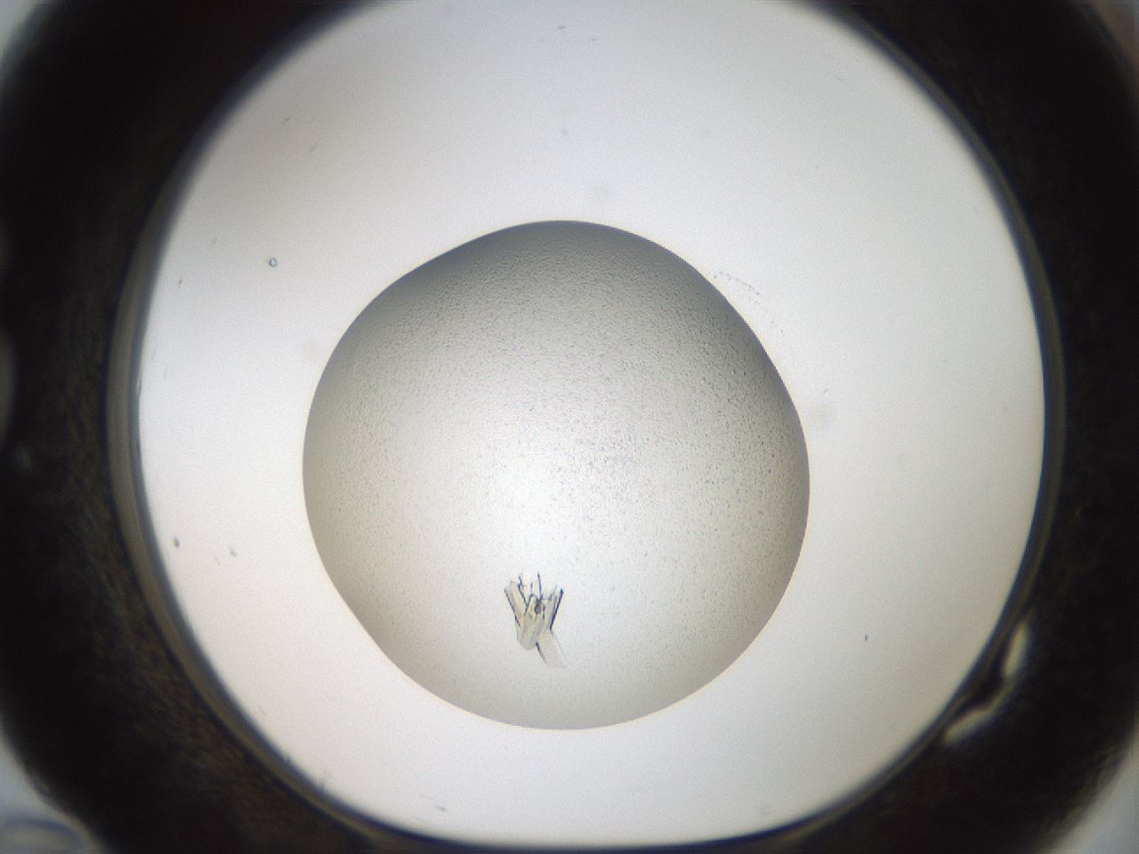 folderID164_plateID2164_batchID9385_wellNum82_profileID1_d1_r145688_ef.jpg