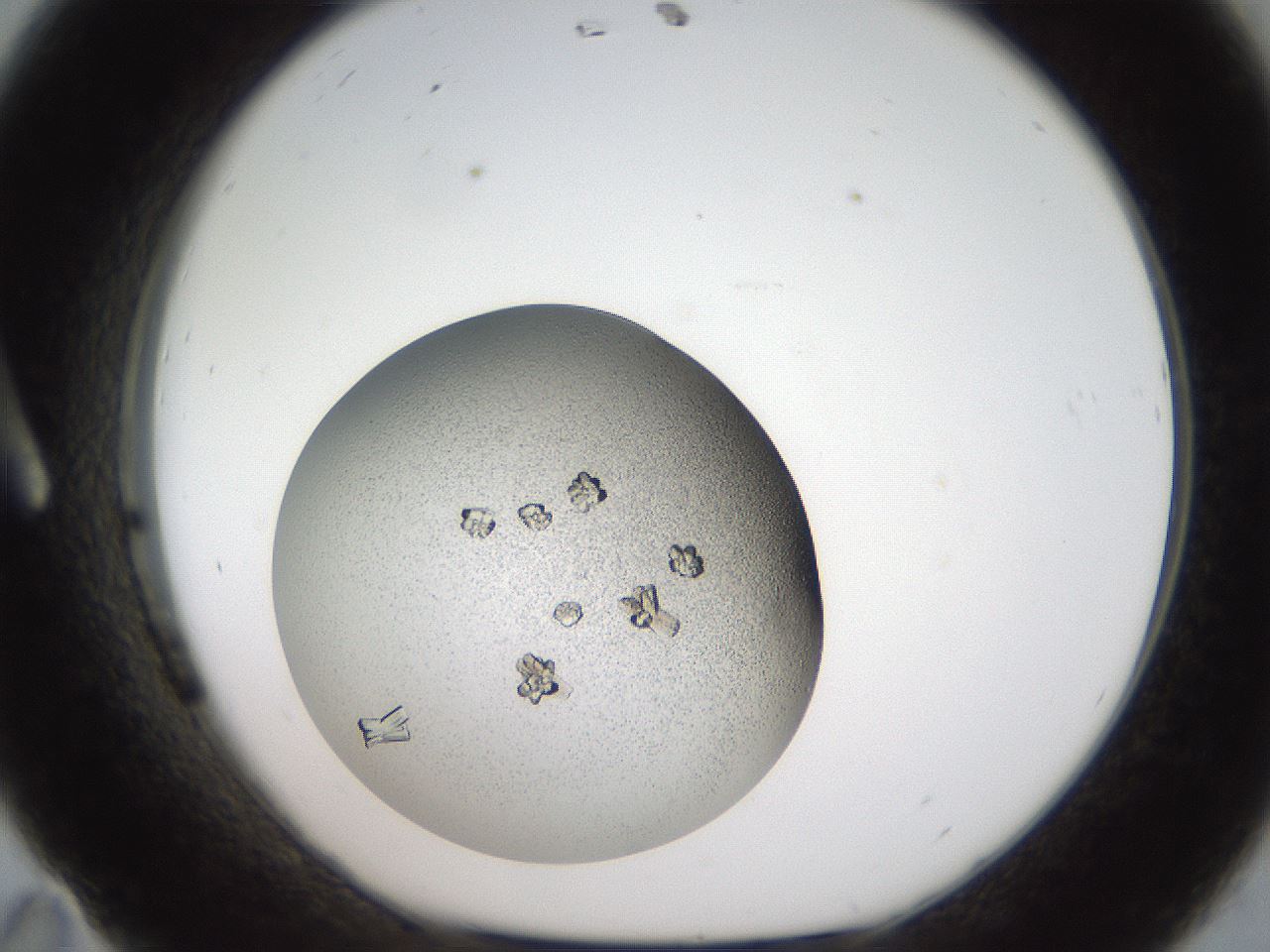 folderID164_plateID2164_batchID9544_wellNum11_profileID1_d1_r145617_ef.jpg