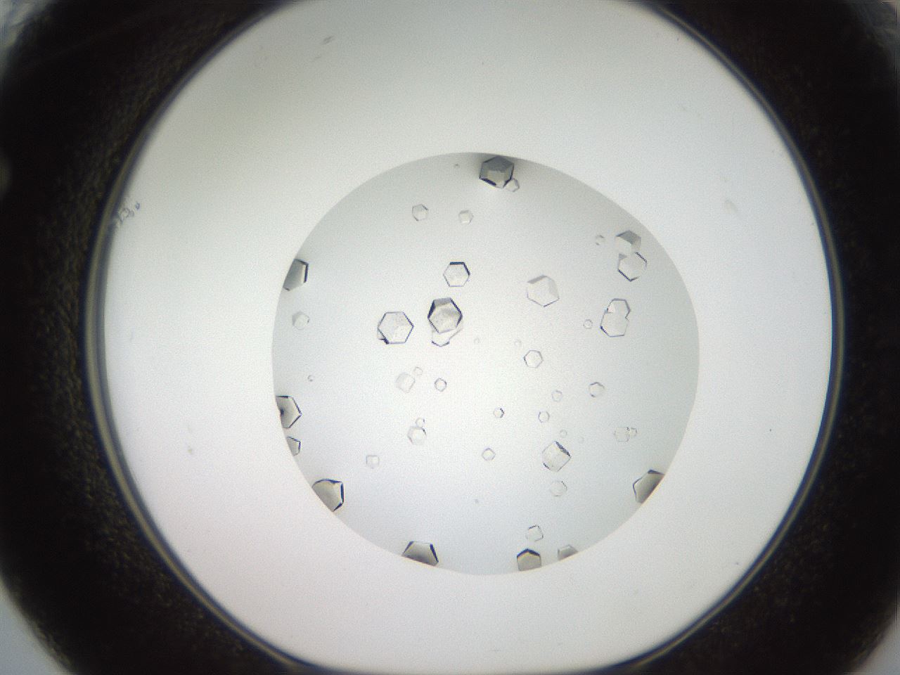 folderID16_plateID3016_batchID16514_wellNum61_profileID1_d1_r251451_ef.jpg
