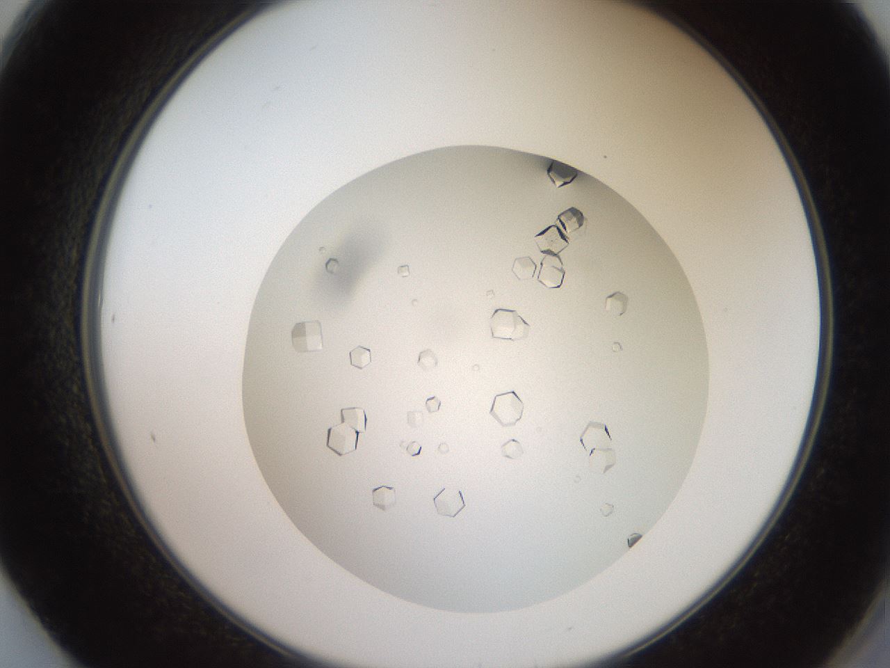 folderID16_plateID3016_batchID16514_wellNum61_profileID1_d2_r251452_ef.jpg