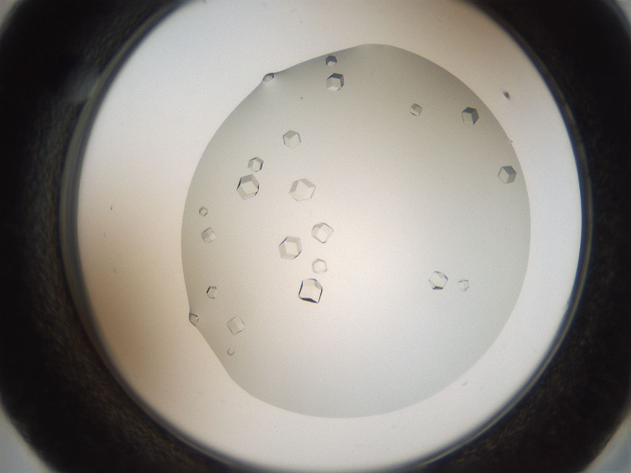 folderID193_plateID3193_batchID17820_wellNum57_profileID1_d2_r276916_ef.jpg