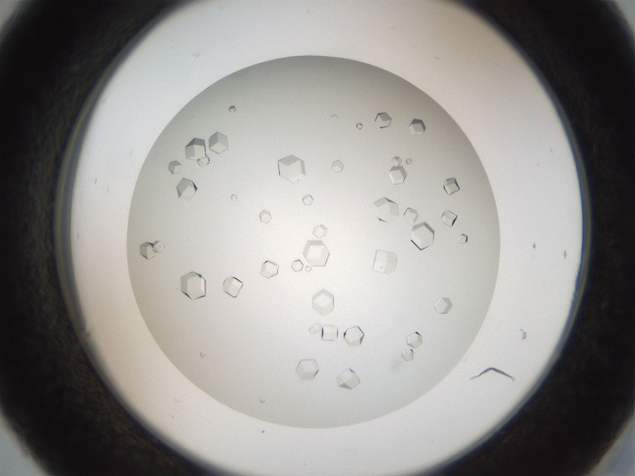 folderID193_plateID3193_batchID17842_wellNum30_profileID1_d2_r276862_ef.jpg