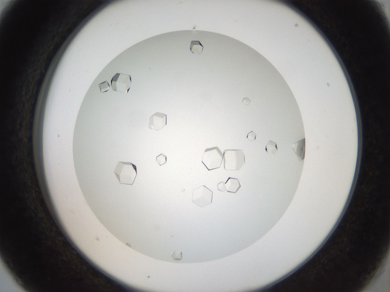 folderID193_plateID3193_batchID17902_wellNum5_profileID1_d2_r276812_ef.jpg
