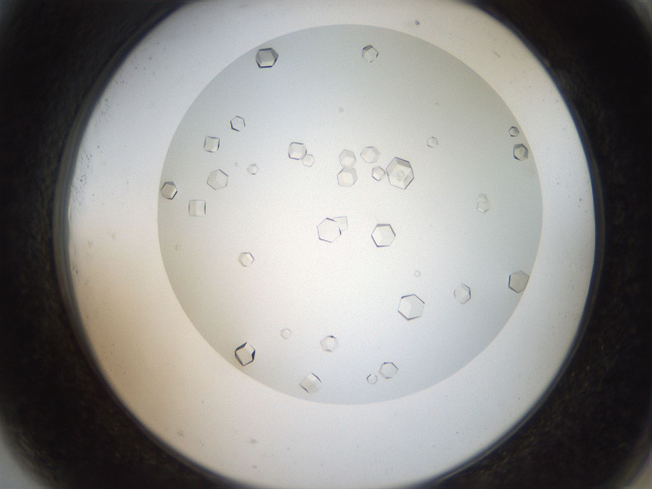 folderID193_plateID3193_batchID17902_wellNum81_profileID1_d2_r276964_ef.jpg