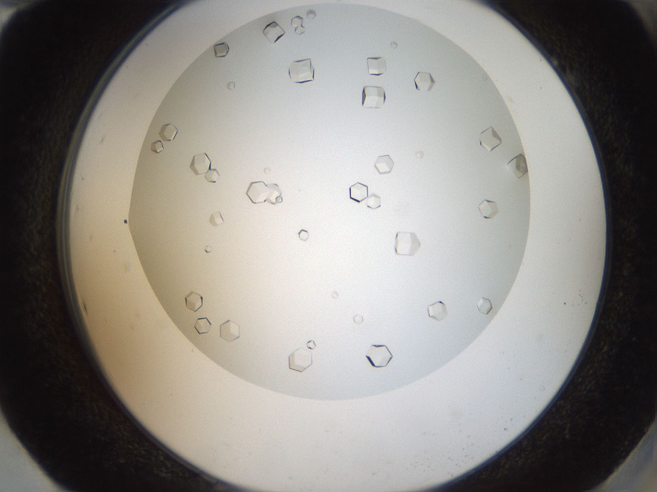 folderID193_plateID3193_batchID17902_wellNum94_profileID1_d2_r276990_ef.jpg