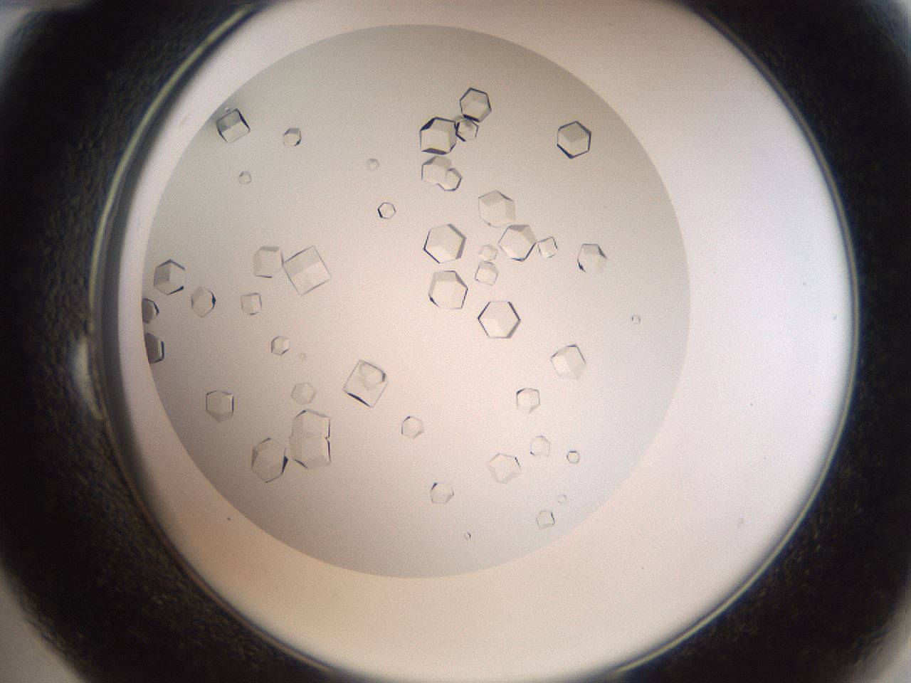 folderID193_plateID3193_batchID17948_wellNum24_profileID1_d2_r276850_ef.jpg
