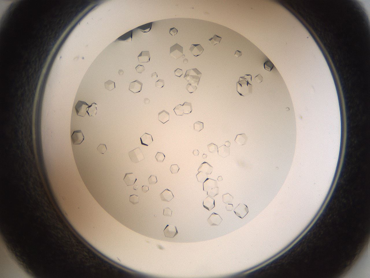 folderID193_plateID3193_batchID17948_wellNum35_profileID1_d2_r276872_ef.jpg