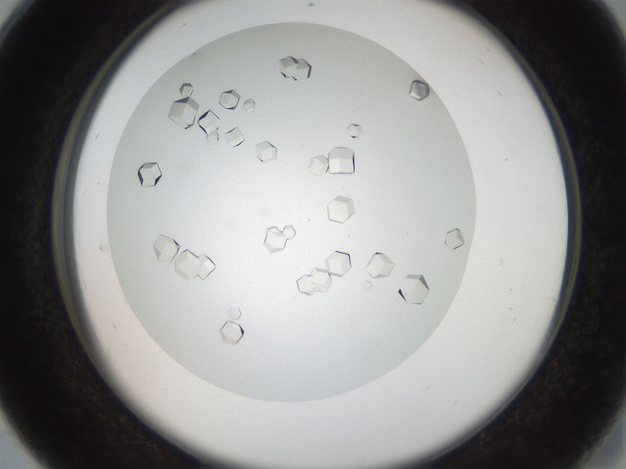 folderID193_plateID3193_batchID17982_wellNum28_profileID1_d2_r276858_ef.jpg