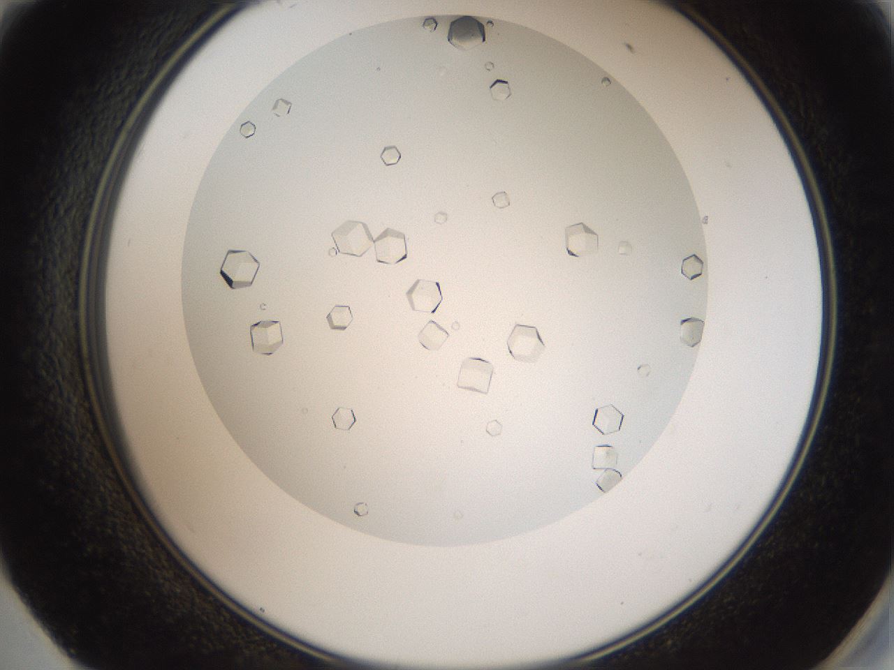 folderID193_plateID3193_batchID17982_wellNum59_profileID1_d2_r276920_ef.jpg