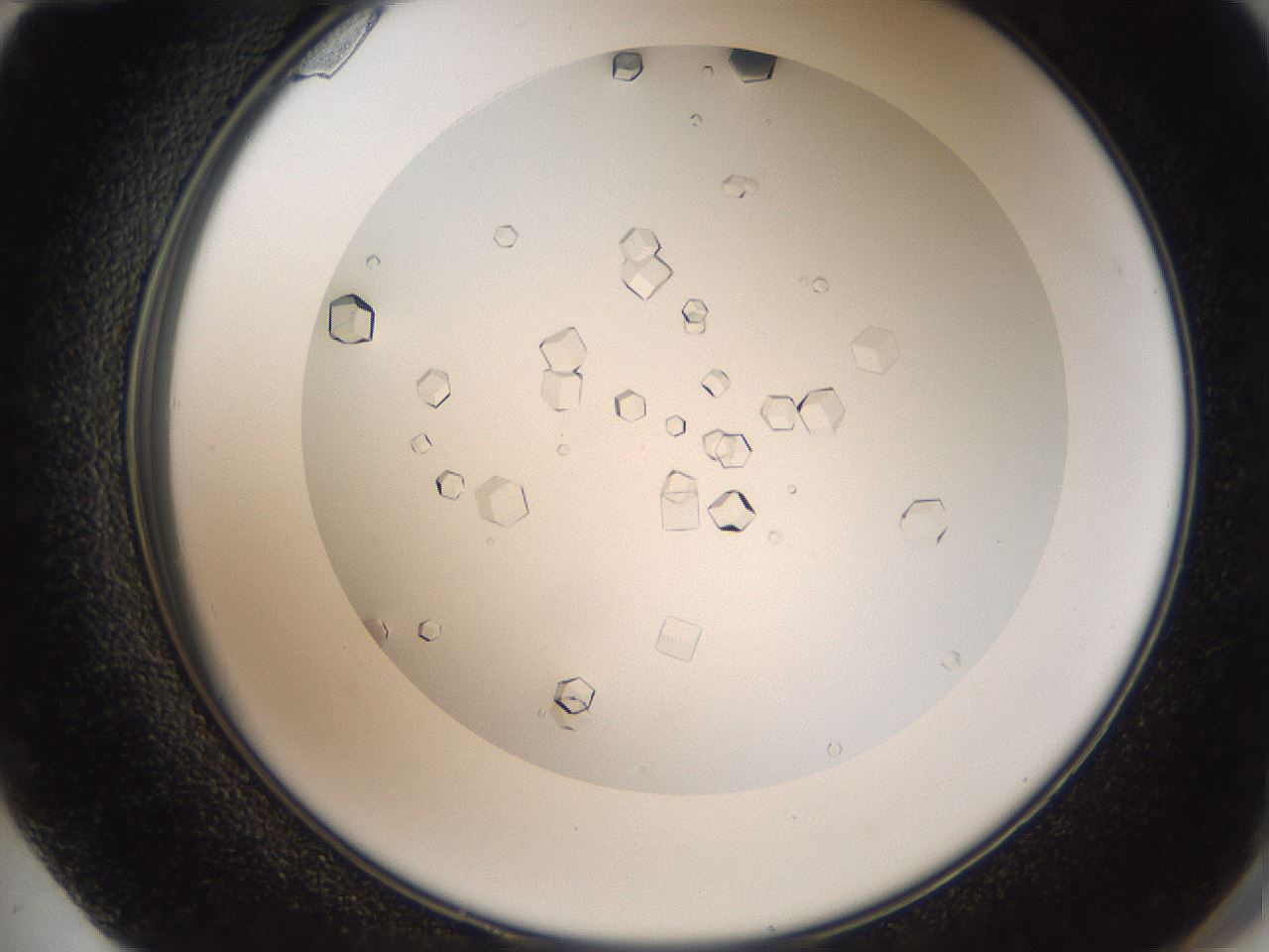 folderID193_plateID3193_batchID17982_wellNum72_profileID1_d2_r276946_ef.jpg