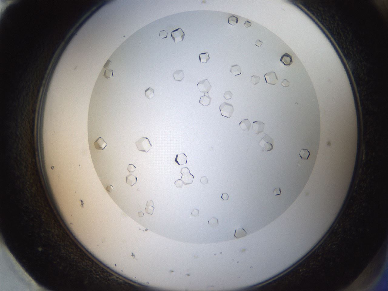 folderID193_plateID3193_batchID17982_wellNum95_profileID1_d2_r276992_ef.jpg