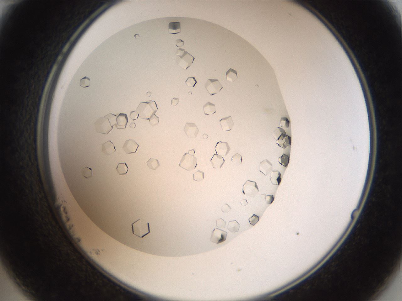 folderID193_plateID3193_batchID18021_wellNum23_profileID1_d2_r276848_ef.jpg
