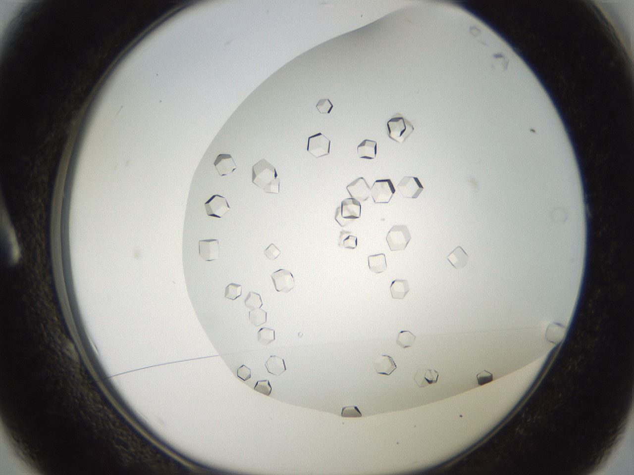 folderID195_plateID3195_batchID18013_wellNum1_profileID1_d1_r277192_ef.jpg