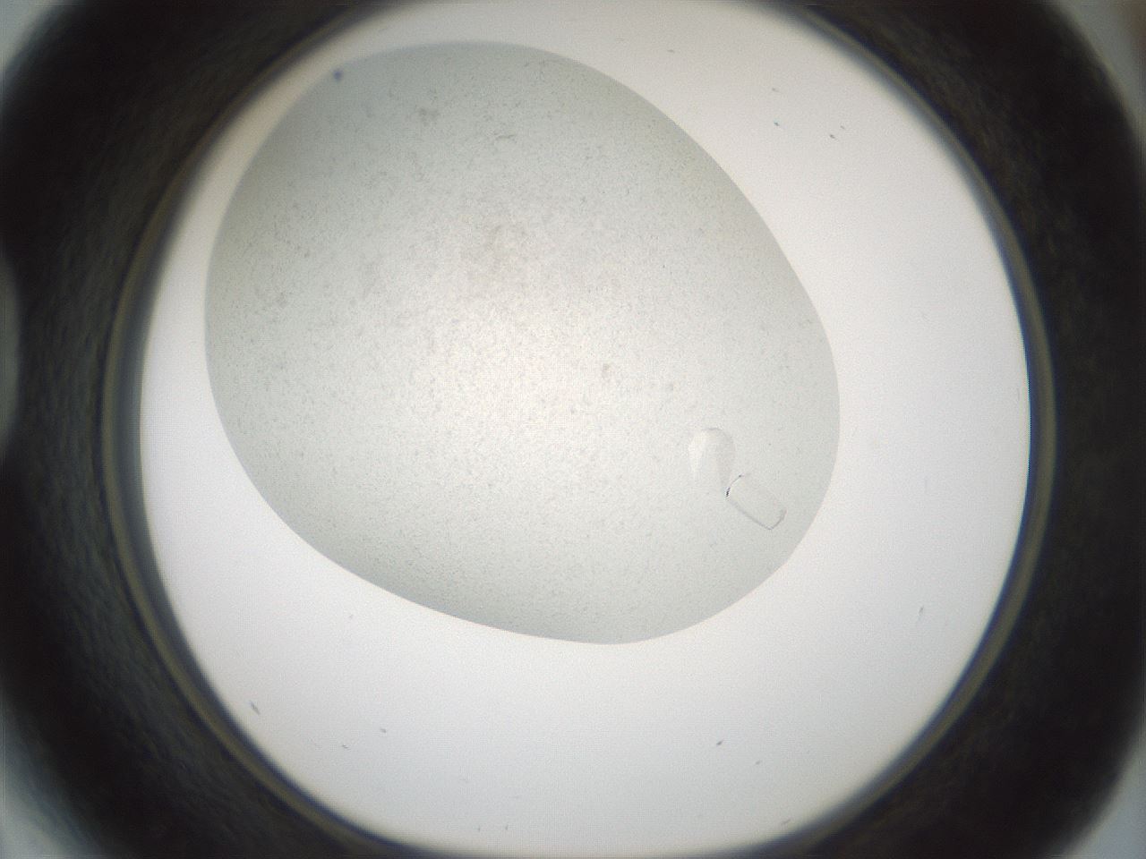 folderID196_plateID3196_batchID17947_wellNum41_profileID1_d1_r277808_ef.jpg
